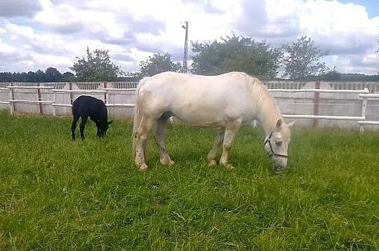 Klacz percheron ze źrebiczką