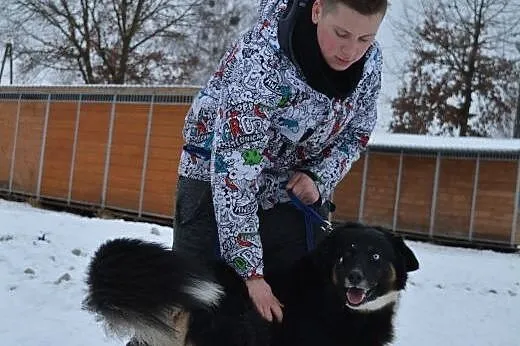 Krabik - piękny, spokojny, duży psiak pilnie szuka