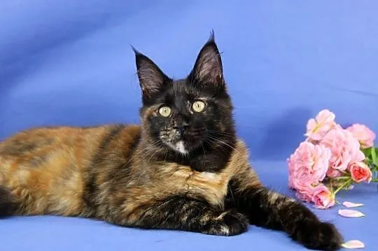 Przepiękna Szylkretka Maine Coon Och Valentyna!