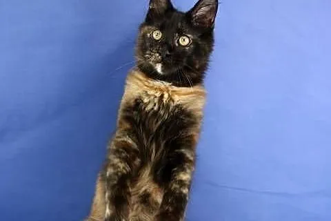 Przepiękna Szylkretka Maine Coon Och Valentyna!, Wielkopolskie, Poznań