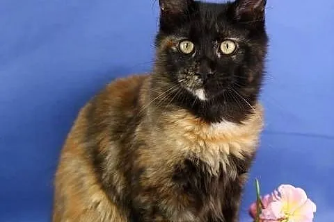 Przepiękna Szylkretka Maine Coon Och Valentyna!, Wielkopolskie, Poznań