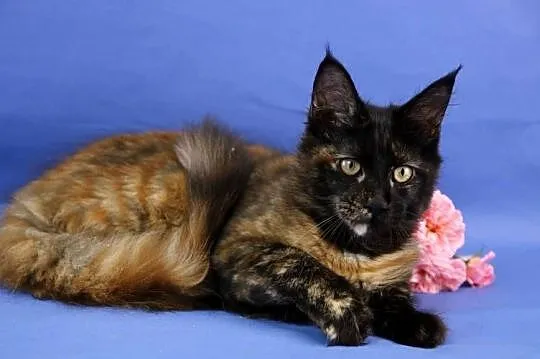 Przepiękna Szylkretka Maine Coon Och Valentyna!, Wielkopolskie, Poznań