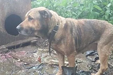 Wyjątkowa Diana szuka domu!,  dolnośląskie Jelenia