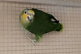Amazonka modrobrewa