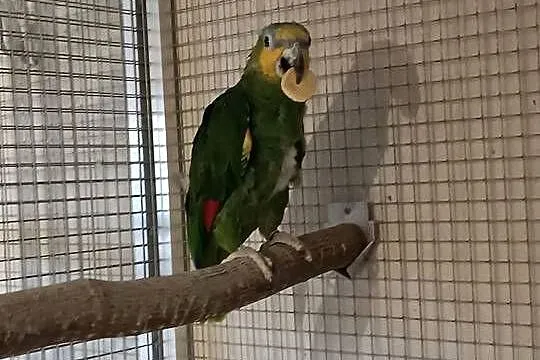 Amazonka modrobrewa, Śląskie, Orzesze