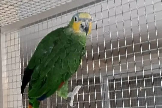Amazonka modrobrewa, Śląskie, Orzesze