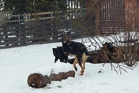 Nieśmiały Trójłapek szuka domku,  dolnośląskie Wro