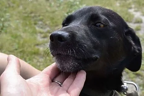 Finka prosi jedynie o garstkę jedzonka i Twoją mił