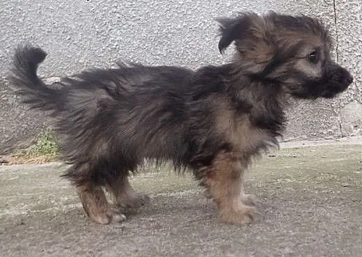 2 male szczeniaki do adopcji, łódzkie Skierniewic