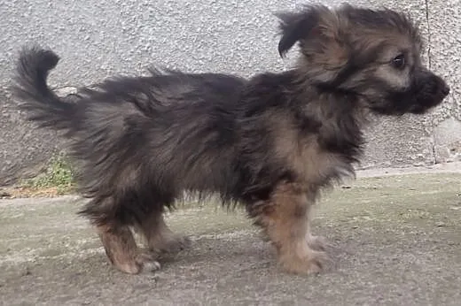 2 male szczeniaki do adopcji,  łódzkie Skierniewic