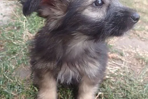 2 male szczeniaki do adopcji,  łódzkie Skierniewic