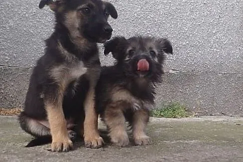 2 male szczeniaki do adopcji,  łódzkie Skierniewic