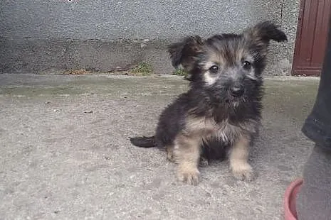 2 male szczeniaki do adopcji,  łódzkie Skierniewic