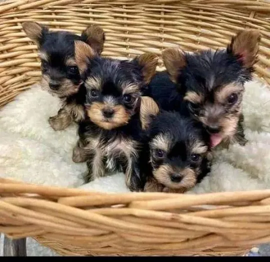 Miniaturowe szczenięta Yorkshire Terrier dostępne na sprzedaż., Opolskie, Kędzierzyn-Koźle
