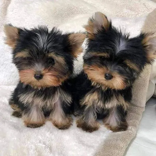 Miniaturowe szczenięta Yorkshire Terrier dostępne na sprzedaż.