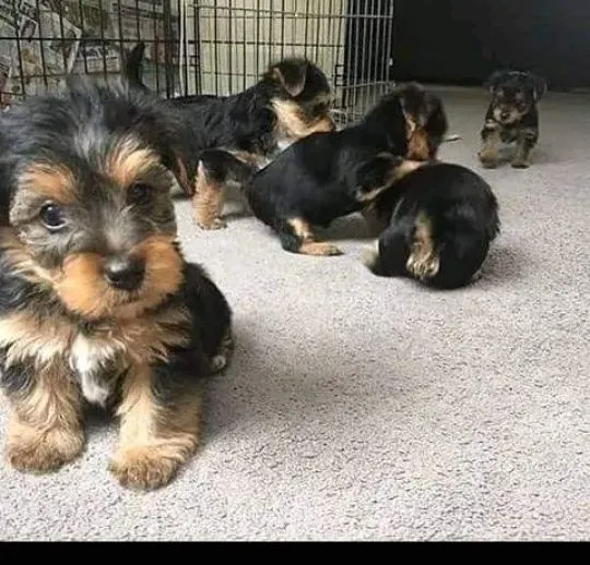 Miniaturowe szczenięta Yorkshire Terrier dostępne na sprzedaż., Opolskie, Kędzierzyn-Koźle