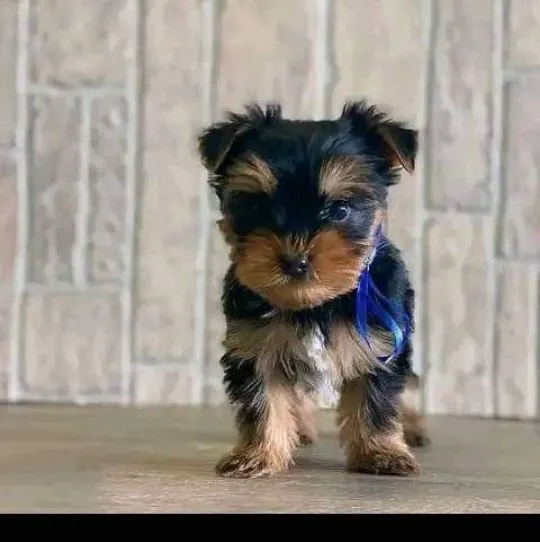 Miniaturowe szczenięta Yorkshire Terrier dostępne na sprzedaż., Opolskie, Kędzierzyn-Koźle