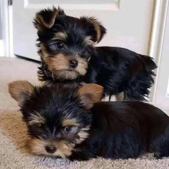 Miniaturowe szczenięta Yorkshire Terrier dostępne na sprzedaż., Opolskie, Kędzierzyn-Koźle