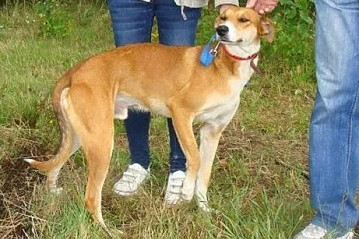 Hary czeka na Ciebie! Piękny pies do adopcji!,  śl