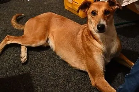 Hary czeka na Ciebie! Piękny pies do adopcji!,  śl