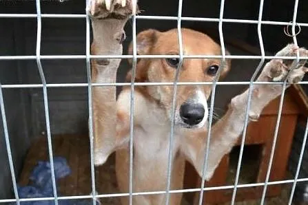 Hary czeka na Ciebie! Piękny pies do adopcji!,  śl