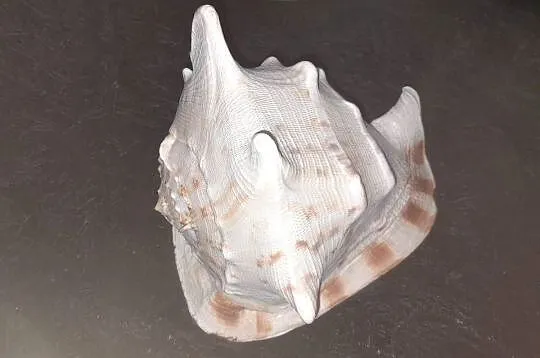 Muszla morska Cassis Cornuta 23cm