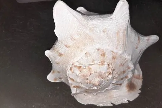 Muszla morska Cassis Cornuta 23cm, Małopolskie, Wieliczka