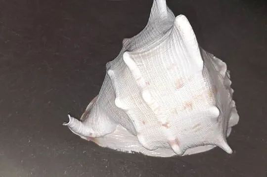 Muszla morska Cassis Cornuta 23cm, Małopolskie, Wieliczka