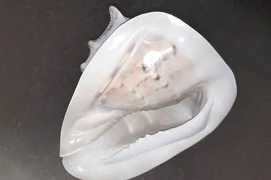 Muszla morska Cassis Cornuta 23cm, Małopolskie, Wieliczka