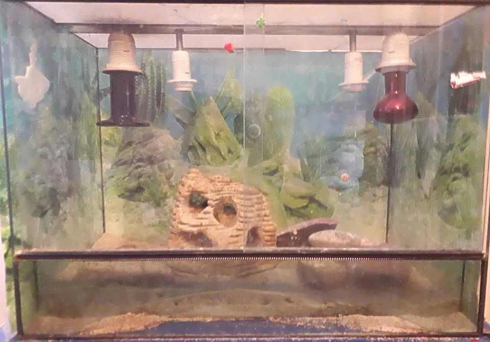 Terarium, Podkarpackie, Rzeszów