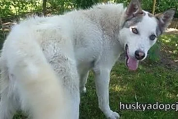 Roki- młody i inteligentny mix husky do adopcji,  