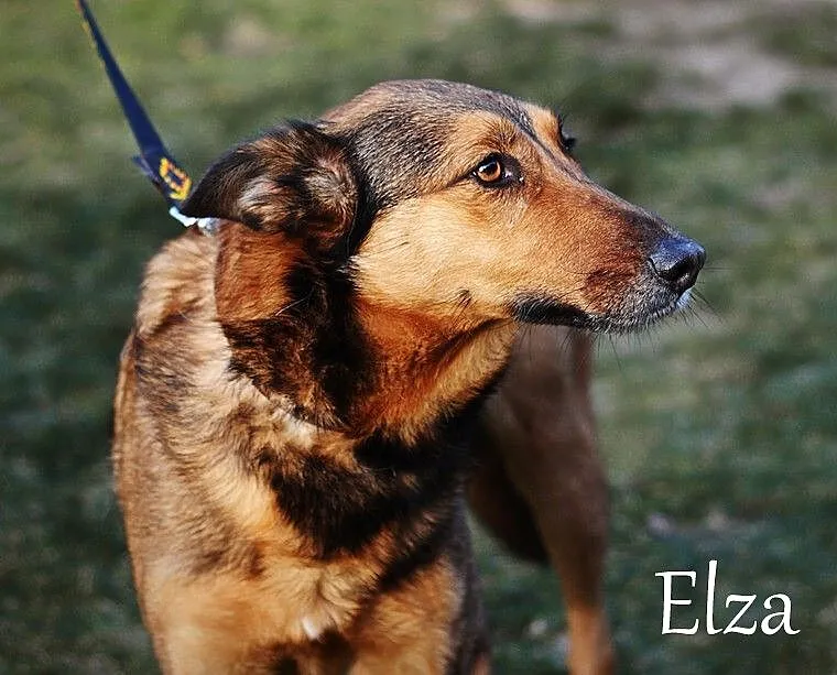 Piękna Elza do adopcji