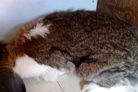Samiec baran francuski, Śląskie, Zajączki Pierwsze