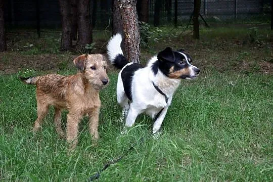 Wesoły, niewielki Bobi, 5kg szczęścia do pokochani