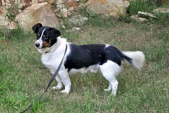 Wesoły, niewielki Bobi, 5kg szczęścia do pokochani