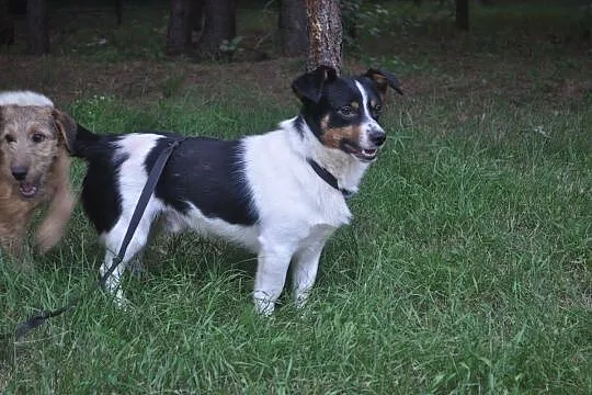 Wesoły, niewielki Bobi, 5kg szczęścia do pokochani