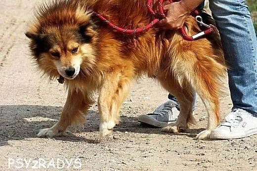 CZESTER pokochaj mnie! tak bardzo się staram...,  