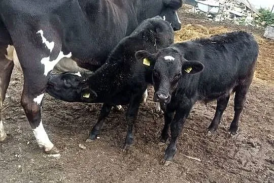 Witam sprzedam 2 byczki bliźniaki byczki mają 5 miejscy cena za sztukę 5000, Świętokrzyskie, Brygidów