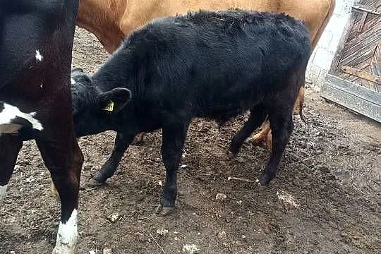 Witam sprzedam 2 byczki bliźniaki byczki mają 5 miejscy cena za sztukę 5000, Świętokrzyskie, Brygidów