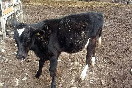 Witam sprzedam 2 byczki bliźniaki byczki mają 5 miejscy cena za sztukę 5000, Świętokrzyskie, Brygidów