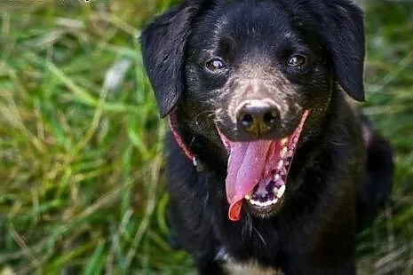 Łagodny, wesoły Marco, młody psiak do adopcji! ,  Kundelki cała Polska