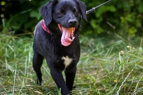 Łagodny, wesoły Marco, młody psiak do adopcji! ,  