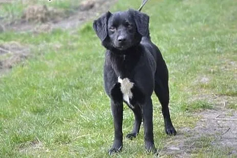 Łagodny, wesoły Marco, młody psiak do adopcji! ,  