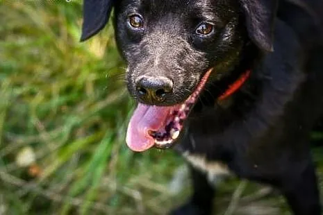 Łagodny, wesoły Marco, młody psiak do adopcji! ,  