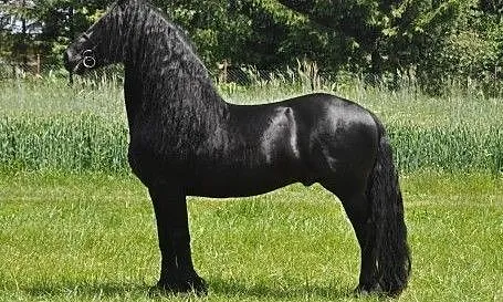 Kuc Walijski sekcji C Welsh Pony of Cob Type roczna klaczka, ,