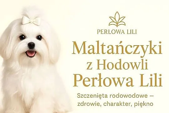 MALTAŃCZYKI - szczeniaki z rodowodem