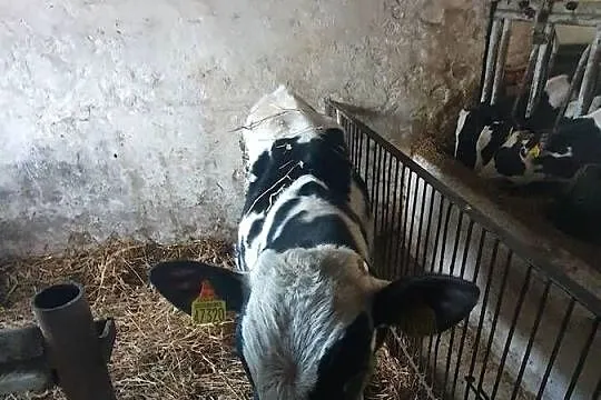 Sprzedam byczka 8 miesięcznego