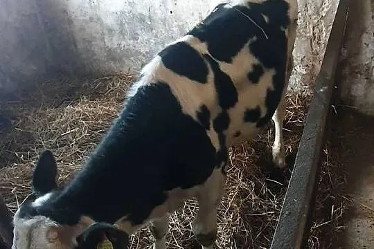 Sprzedam byczka 8 miesięcznego, Kujawsko-pomorskie, Młynice