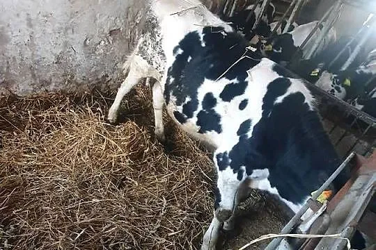 Sprzedam byczka 8 miesięcznego, Kujawsko-pomorskie, Młynice