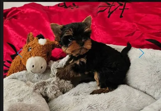 Szczenięta York Terrier do adopcji Prosimy o kontakt mailowy: {{holishevskaviktoriia@gmail.com}}, , Rzeszówek